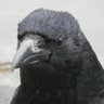 Thewhitesoulreaper1's profile picture