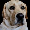 Фото профиля Dominic