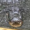 Green Weenie Survivor's profile picture