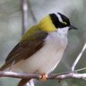 honeyeater 的头像