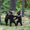 TheThreeBears 的头像