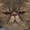Profilbild von さがはる。