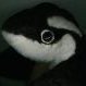 Sharpedo's profile picture