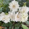 Фото профиля お茶の時間