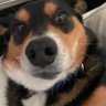 Profilbild von Rennie