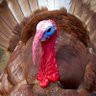 Profilbild von Turkey Overlord