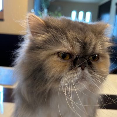 booboo_driver's profile picture