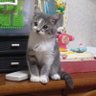きなこん's profile picture