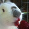maziar's profile picture