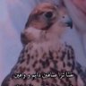 Фото профиля السامري