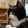 ฉันคือแมวดำ profil fotoğrafı