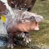 Weirdfoood profil fotoğrafı