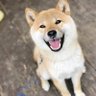 あおい君 的头像