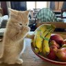 Фото профиля Tug meow