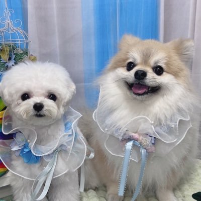 ぷりてぃーぬ's profile picture