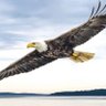 Eagle 🦅's profile picture