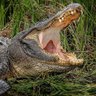 Фото профиля swampchiller