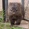 M.N🐨NIKO 的头像