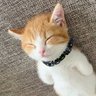 frankeelee's profile picture