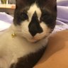 @แมวโปผู้น่างับ🥰's profile picture