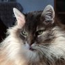 Sally Lou profil fotoğrafı