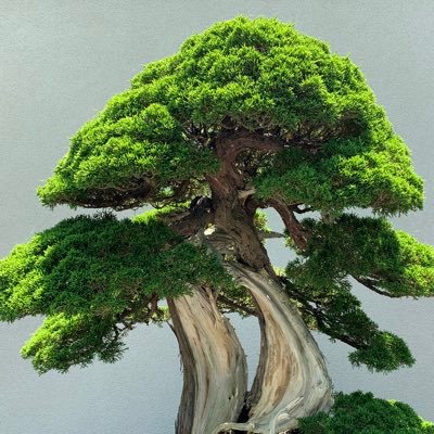 dhcwsp's profile picture
