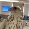 مَـــد 🇦🇪 profil fotoğrafı