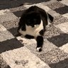 Patrizia Coraya's profile picture