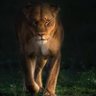 👑Royal Bengal Lioness 🇵🇸 profil fotoğrafı