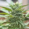 The Trichome Enthusiast's profile picture