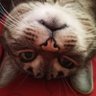 mura's profile picture