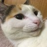 亜凜音∀おにぎりゃー 的头像