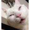 Profilbild von JaChamlet