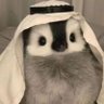 ayuan profil fotoğrafı