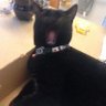 pattourcatto 的头像