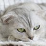 灰色ねこ 的头像