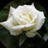 Profilbild von ………