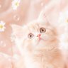 Фото профиля KAORI2222🐈🐈🐈🐈