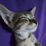 : )'s profile picture