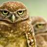 Фото профиля Hanna 🦉&🦁🧋