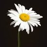 Daisy flower🌼 profil fotoğrafı