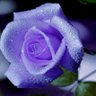 ちんねん profil fotoğrafı