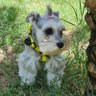 il cane chi parla's profile picture