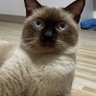 dd lf ga moots freetag 的头像