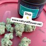 Joe Greenflower 的头像
