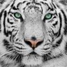 ChiNené profil fotoğrafı