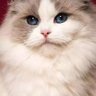 Sehrish gul's profile picture