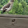DI profil fotoğrafı