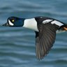 goldeneye profil fotoğrafı