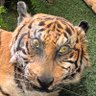 Profilbild von Triguinho